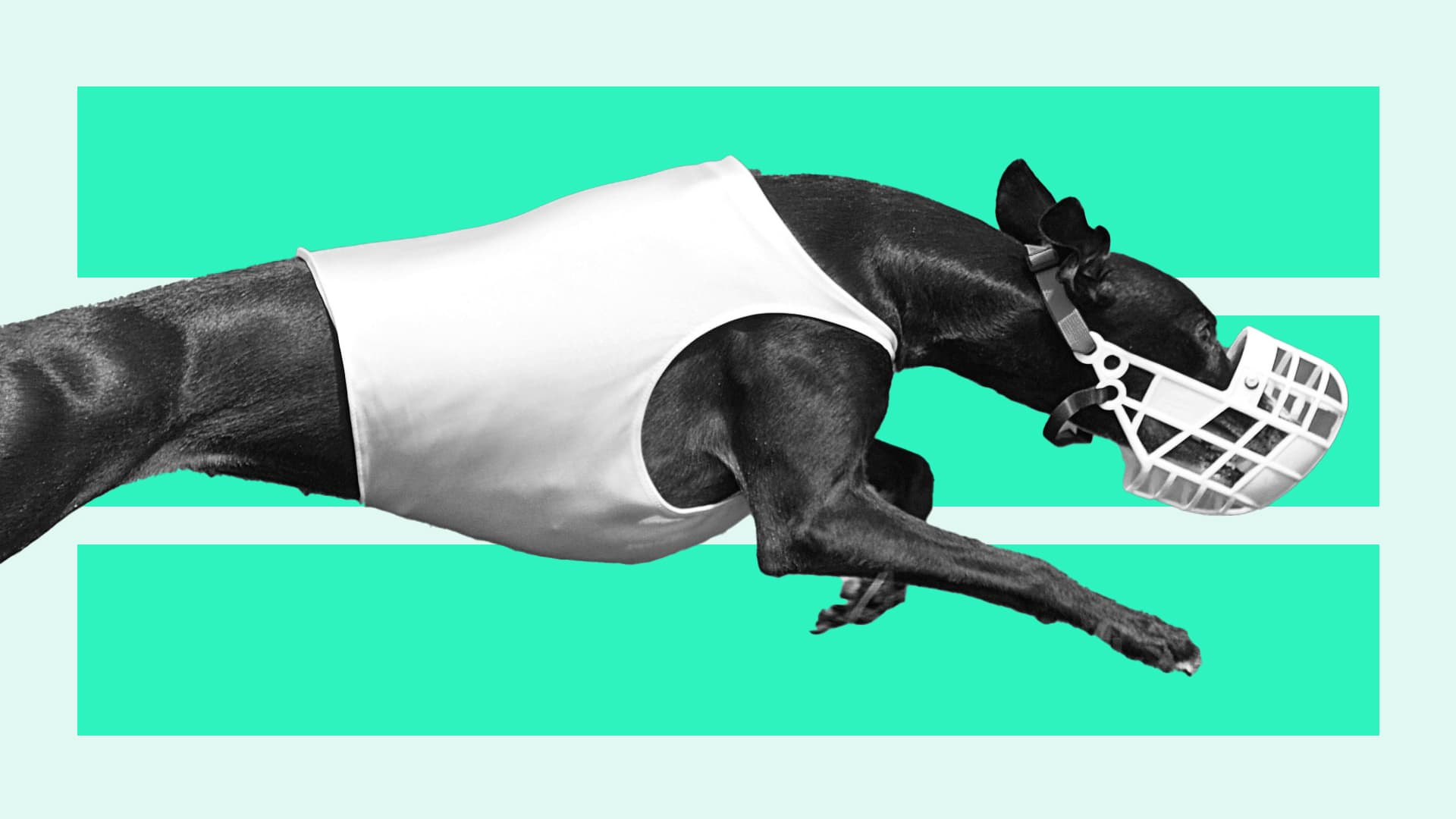 Featured Image for How To Bet On Greyhounds: A Comprehensive Guide